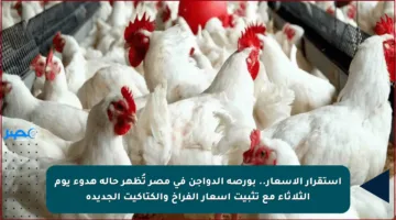 استقرار الأسعار.. بورصة الدواجن في مصر تُظهر حالة هدوء يوم الثلاثاء مع تثبيت أسعار الفراخ والكتاكيت الجديدة